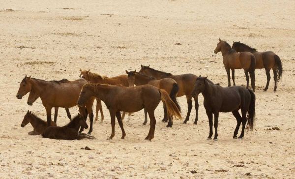 Namibia, Aus Wild horses on the Namib Desert